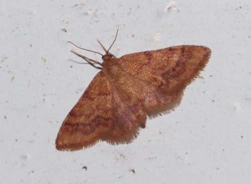 Réf. 294 796 : Idaea exilaria